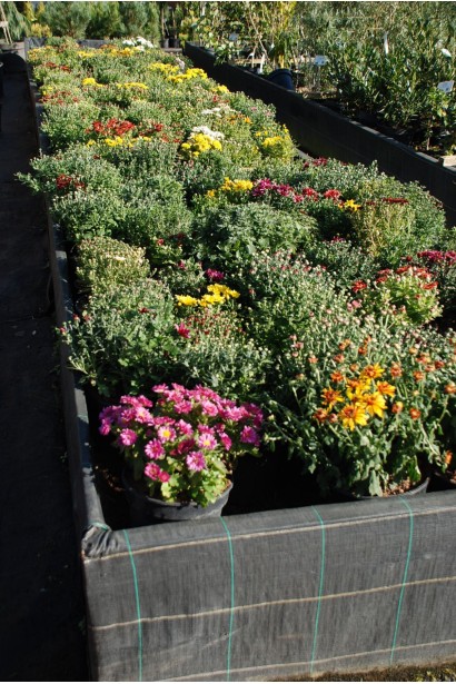 Хризантема Мультіфлора  - 1-3л/вис.15-20см/Ø15-25см